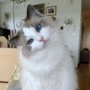 Healthy Cat 이미지