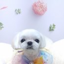 호다닥쑥 이미지