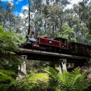 [멜버른 여행] ④ 추억을 싣고 청정지역을 달리는 ‘퍼핑빌리 증기열차’ 이미지