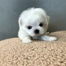 펫마트 강아지 논산점 | 논산강아지분양, 고양이분양 착한펫샵 여기죠!