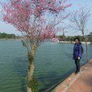 달랏 통신(8) - 베트남 달랏 도시 쑤언흐엉 호수 산책 이미지