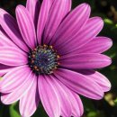 오스테오인 이미지