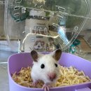 골든햄스터 분양 탬펫 충남아산점 이미지