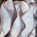 돌도다리 회 1팩 500g 대용량, 손질한 광어 이미지