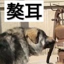 개 관상보는 방법(중국) 이미지