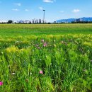 봄날-산책 이미지