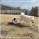 김제강아지 이미지