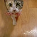 24시OK동물병원 이미지