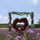 (주)강진정비 | 보랏빛 물결! 강진 코끼리마늘꽃축제 다녀온 후기
