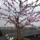 매화농장 이미지