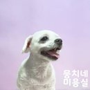 애니네 반려견 미용실 이미지