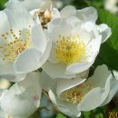 인서농장 이미지