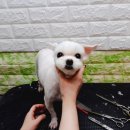 다온애견미용 이미지