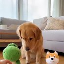 모두의 댕댕이 Daum카페