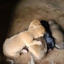 댕댕이집 이미지