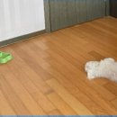 쏭쓰펫살롱 이미지