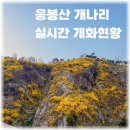 (주)골든에이치 | 응봉산 개나리 실시간 개화현황 축제기간 주차정보 총정리
