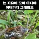 혐) 기생충에 감염되어 좀비가 된 곤충 이미지