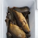 거두리낚시터 이미지