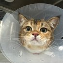 펫웨이브 동물의료센터 이미지