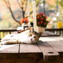 힐링하우스펜션 이미지