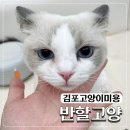 무마취 고양이 미용실 반할고양 | 김포고양이미용 예쁘게 잘하는 곳 반할고양