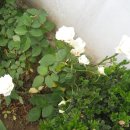 (주)나무 이미지