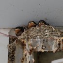 앙성마트 이미지