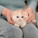 부산고양이분양 미유펫 이미지