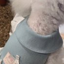강아지부띠끄