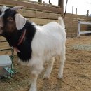 미사리 승마공원 이미지