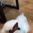 개조아# 이미지