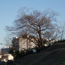 김해의 노거수23 봉황대 유적의 '푸조나무'와 '연근목蓮根木' 이미지
