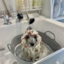 폴링인독 | 상봉애견호텔 우리 강아지의 두 번째 집, 폴링인독 후기