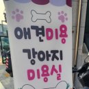 퍼피루미 이미지