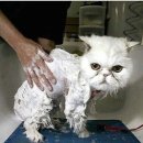 목욕하는고양이 이미지