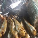 머구리해물 뚝배기 이미지