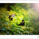 나비야 청산가자 이미지