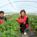 효자농장 이미지