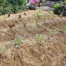 돌담집펜션 이미지