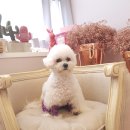 메르시동물병원 이미지