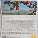 써니힐 | 20251229 微熱山丘 南投三合院門市(써니힐 난터우 싼허위안점) 후기