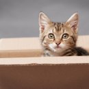 춘천 고양이집 이미지