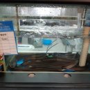 내포풍천장어 이미지