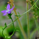 비너스도라지 [Venus' looking-glass, Triodanis perfoliata] 이미지