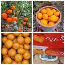 효돈동-5 이미지