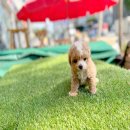 데려가개 | 광주 강아지분양, 24시 데려가개 본점의 찐 후기 공유합니다