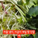 새싹이집밥 이미지