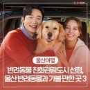 댕댕택시 이미지