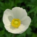 바람꽃뜰 이미지